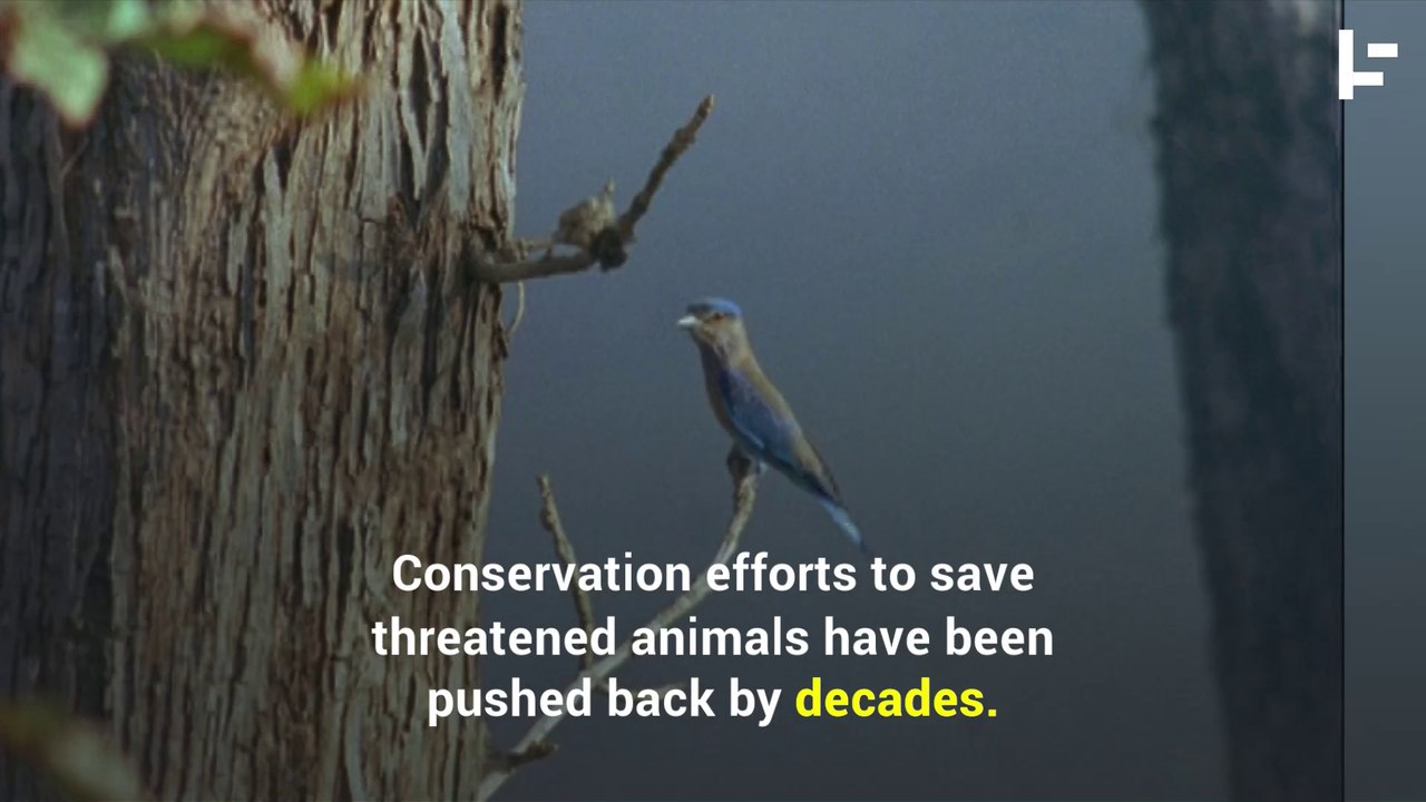 The Animals Getting Harmed By Australia Bushfires