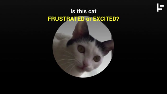 See If You Can Read These Cats' Facial Expressions!