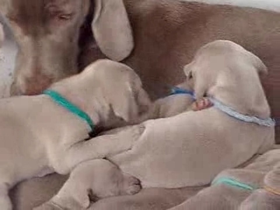 Braques de Weimar du Tombel'eau