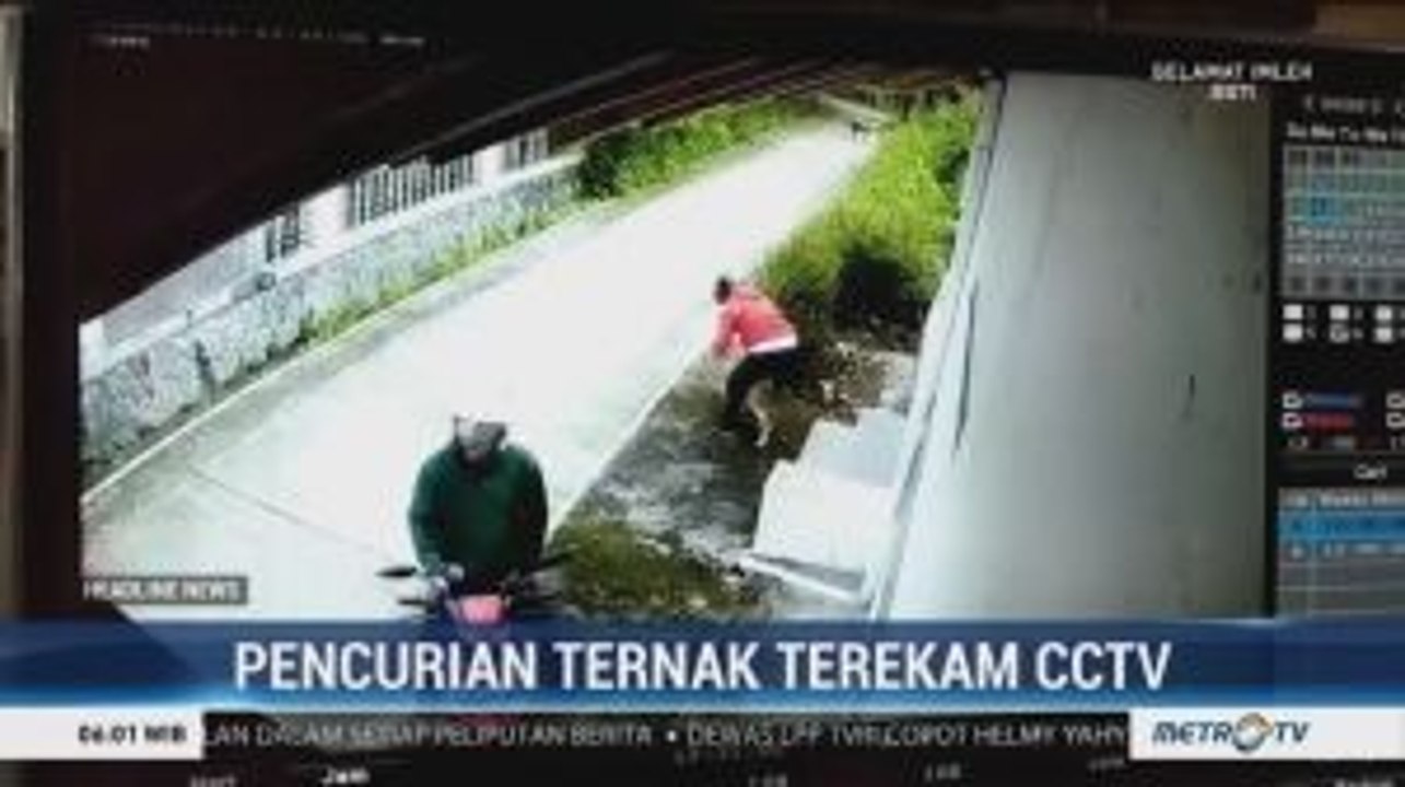 Aksi Pencurian Kambing di Boyolali Terekam CCTV