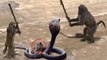 Unbelievable Monkey Save Mouse From Snake Hunting - Top Snake vs Prey