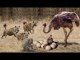 Ostrich Protects The Successful Egg From The Intelligent Monkey And The Violent Hyena