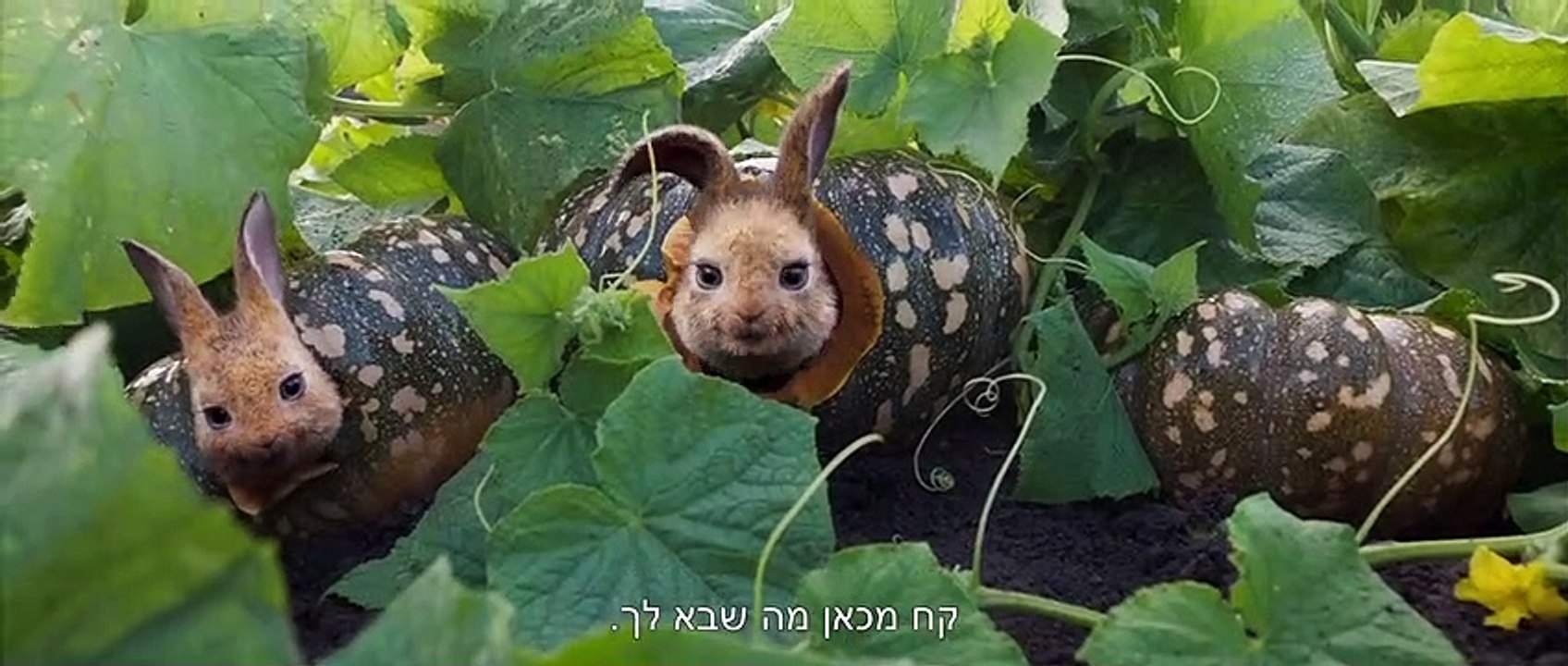 4 פיטר ראביט 2 - טריילר מדובב חדש