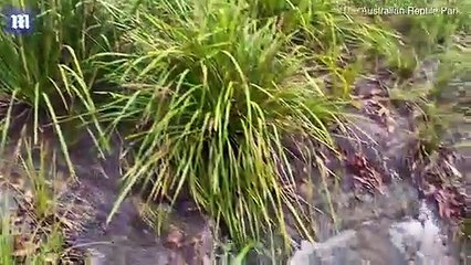Alligators snap at zoo keepers as water rise due to flooding