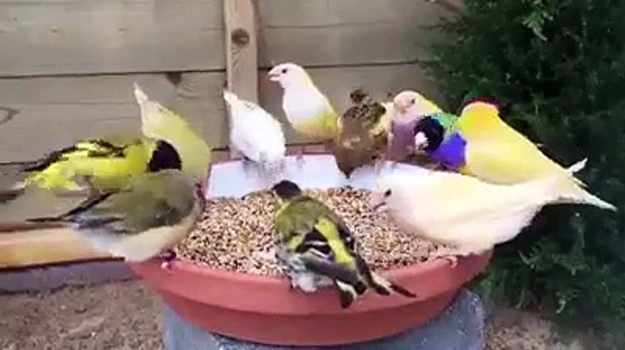 BIRDS