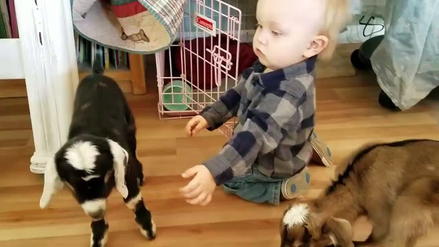 Baby and Baby Goats playing