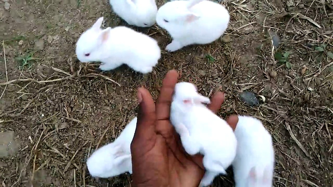 BABY RABBIT