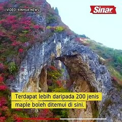 Pemandangan udara menakjubkan hutan maple