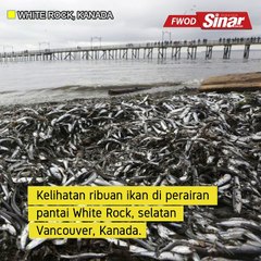 Ribuan ikan di perairan pantai White Rock