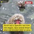 Monyet salji punyai tabiat suka berendam dalam air panas