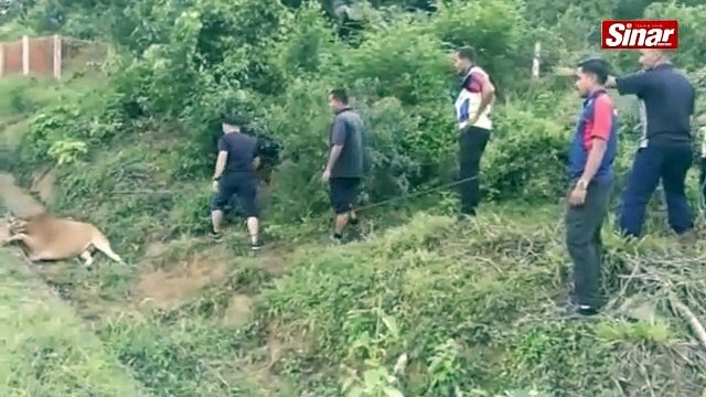 Heret ke mahkamah pemilik haiwan ternakan degil