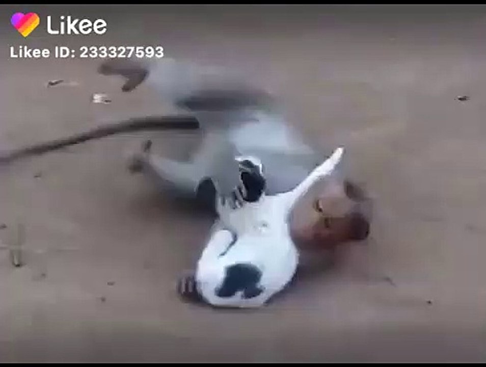 WWE funny