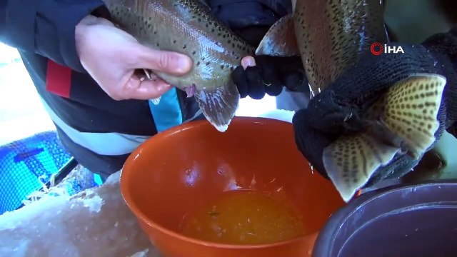 Buz Gibi Havada Alabalık Sağımı