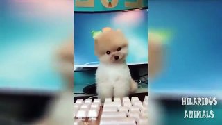 y2mate.com - try_not_to_laugh_funny_dog_videos_1_R2EaC3LnEwA_360p