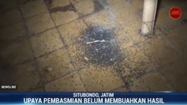 Ribuan Serangga Serang Rumah Warga di Situbondo