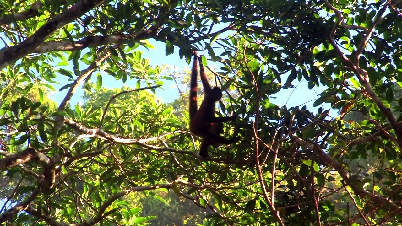 Jenna Project - Osa Peninsula ESP V4