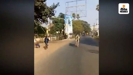 अस्तबल से निकल सड़क पर भागा बेकाबू घोड़ा
