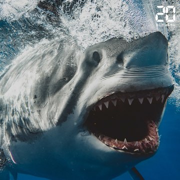 Requins: Des «mangeurs d'homme», myhe ou réalité?