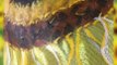 Hand Painted Sun Flowers on Tissue dupataa/How To Paint/ fabric painting /Acrylic Painting/Painting Tutorial