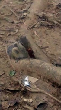 Animal eating kitkat