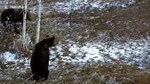 Mama bear fights off larger male bear to protect her cub in Romanian forest