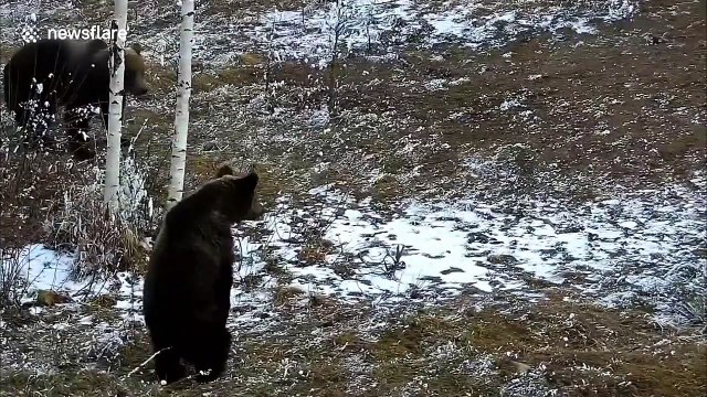 Mama bear fights off larger male bear to protect her cub in Romanian forest