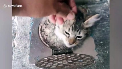 Pet kitten found with her head poking out of narrow drain hole in Malaysia