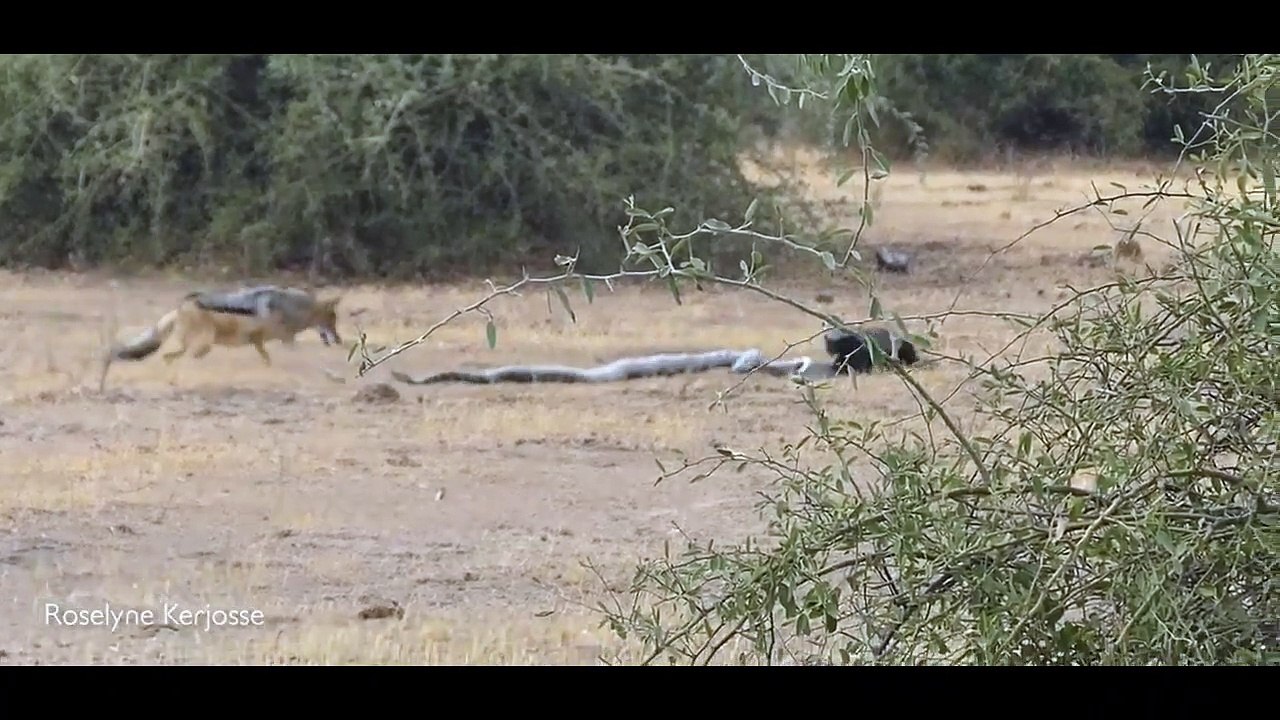 L'impressionnant combat entre un python, un blaireau et deux chacals