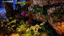 شاهد: زهور الأوركيد ترسم مشهد استوائي في أيام شتاء موسكو الباردة