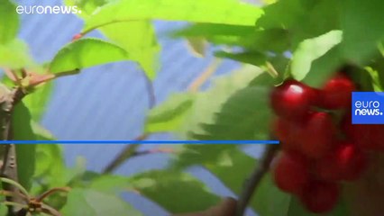 9 инициатив Давоса 2020 для достижения углеродной нейтральности