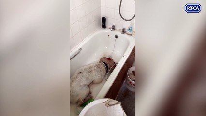 Smiler the American Bulldog