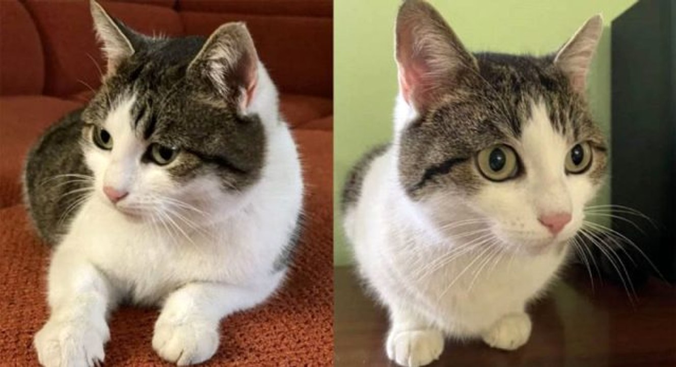 Rusya'da 'doğaüstü güçleri olan' bir kedi 320 bin dolara satışa çıkarıldı