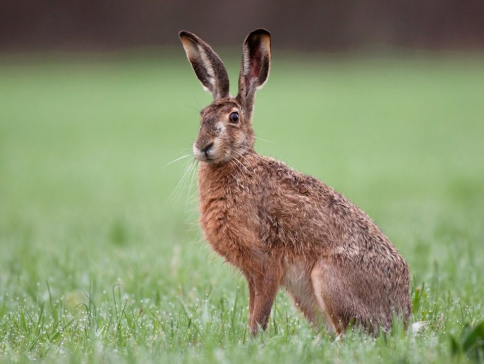 Auch für Menschen gefährlich: Hasenpest in Hessen wieder ausgebrochen