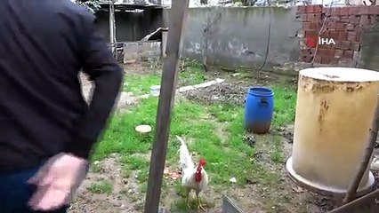 Postacıya Saldırgan Horoz, Bu Sefer de Gazetecileri Hedef Aldı