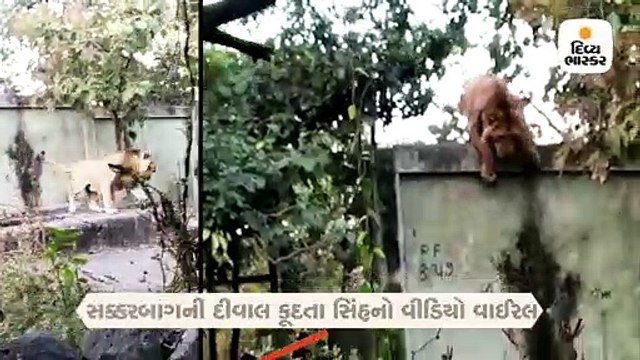 ગીરનારનો સિંહ અવાર નવાર દીવાલ કૂદીને સક્કરબાગમાં આવે છે