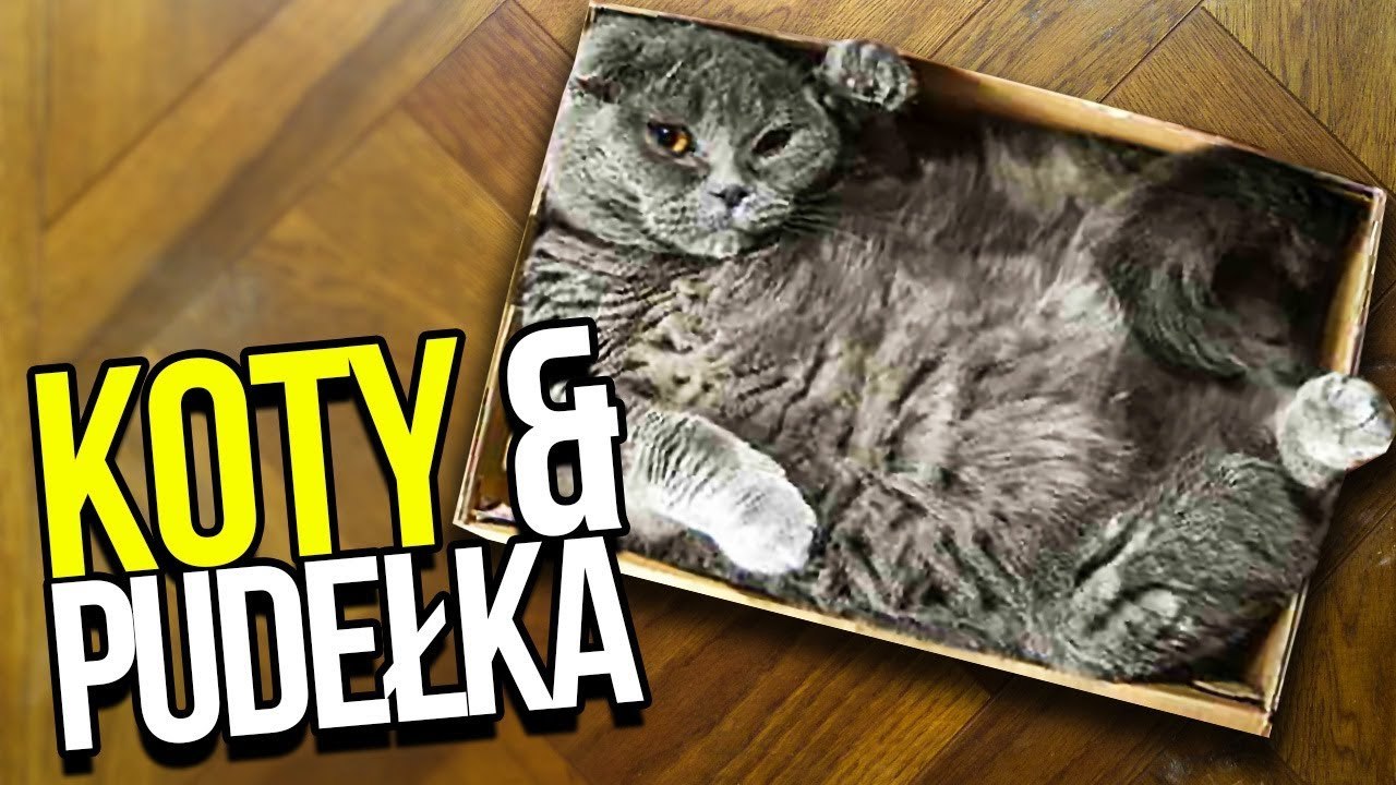 Dlaczego KOTY kochają PUDEŁKA?