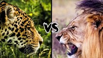 The Lion vs the Jaguars Who will win this war