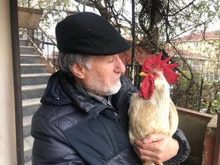 Adam kovalayan horozun sahibi konuştu: "Postacılara gıcığı var"