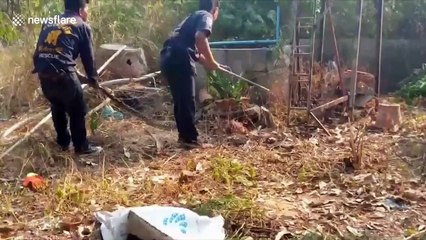 Python rescued in Thailand after crawling into 32ft deep well and struggling to climb back out
