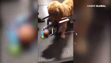 Oyuncak hırsızlıklarının zanlısı polis köpeği çıktı