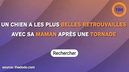 Ce chien a les plus belles retrouvailles avec sa maman après une tornade