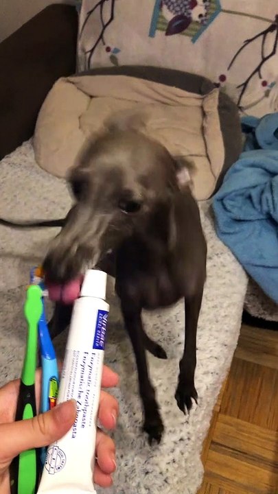 Doggo Excited for Tooth Brushing Time