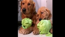 Ces chiens mangent des choux et c'est adorable !
