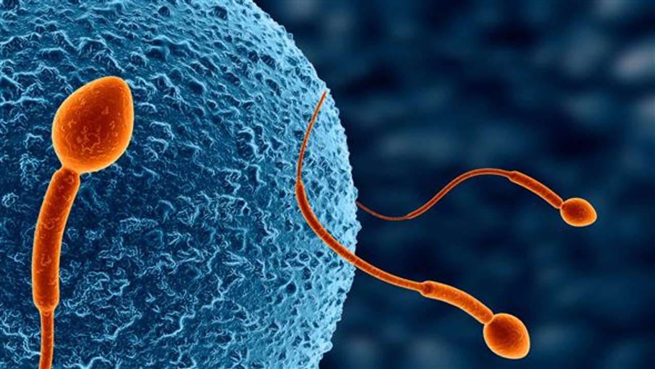 Sperma mit dem smartphone analysieren