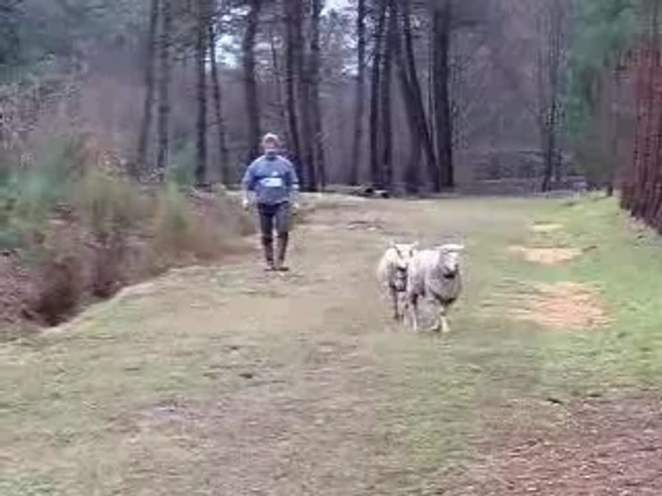 Che'pas gardienne de mouton