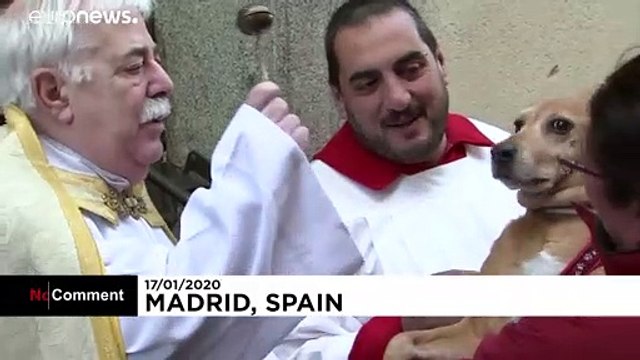 Believers and Retrievers: pets taken to church for special blessings in Madrid
