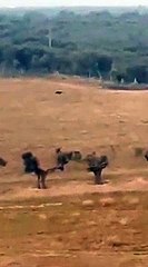 Pantera in Puglia, il video girato a San Severo