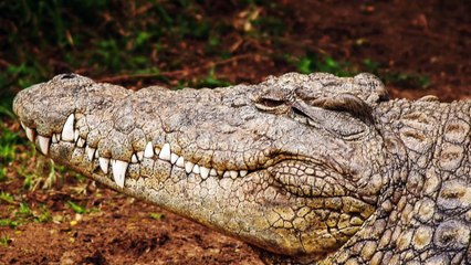 Woman Fined $53K for Feeding Alligators, Attracting Vultures to FL Housing Community