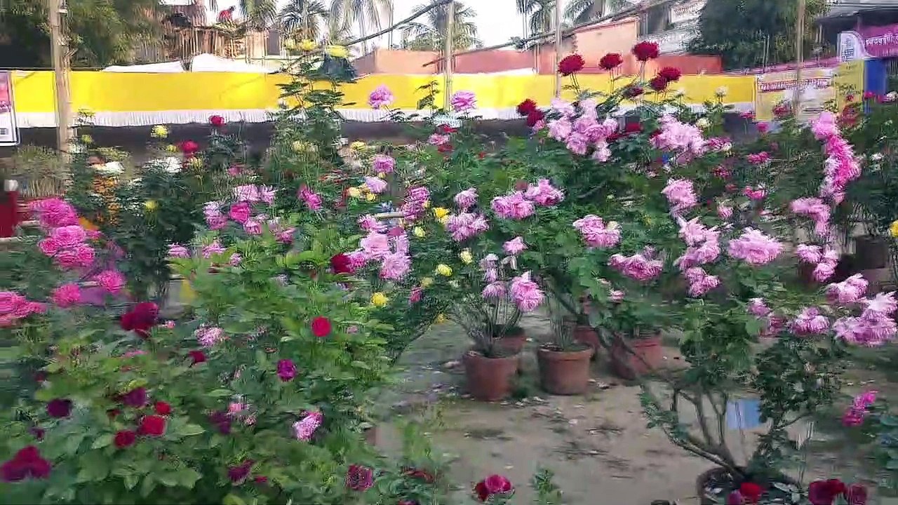 Beautiful  Rose Collection
