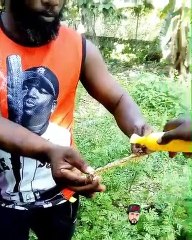 Increíble!! Hombre se como ciempies ¡vivo!